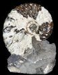 Hoploscaphites Ammonite - South Dakota #44040-1